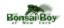 Bonsai Boy of New York Online