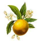 Nonna Mercato
