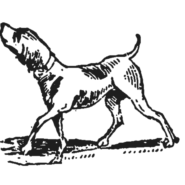 Bird Dog
